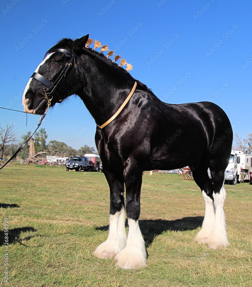 Black Shire Stallion Heavy Horse White Socks Stock Photo | Adobe Stock