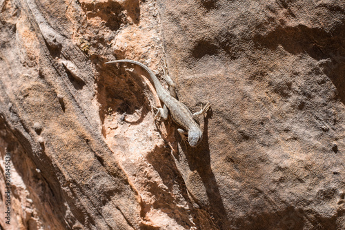 lizard on rock