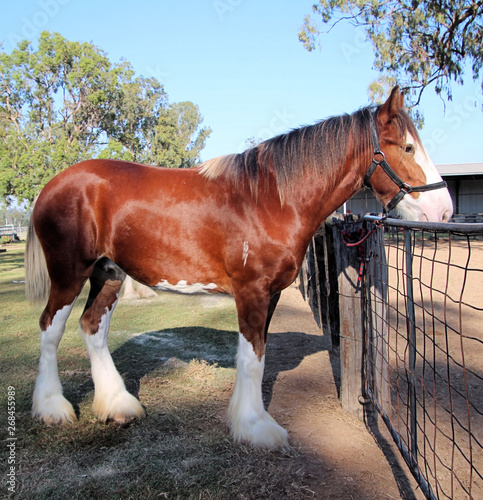 Brown and White Clydesdale Heavy Horse