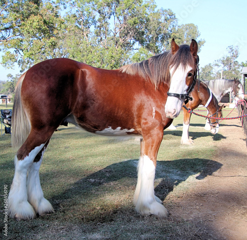 Photography Brown and White Clydesdale Heavy Horse