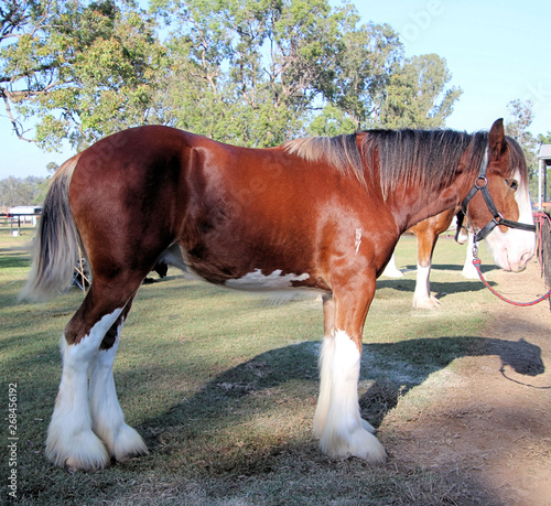 Canvas Print Brown and White Clydesdale Heavy Horse