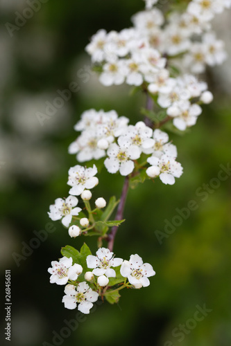 White snow goose cherry blossom branch on tree in spring with dark green background
