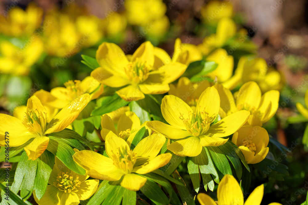 Winterlinge in gelben Farben  - winter aconite is blooming in yellow