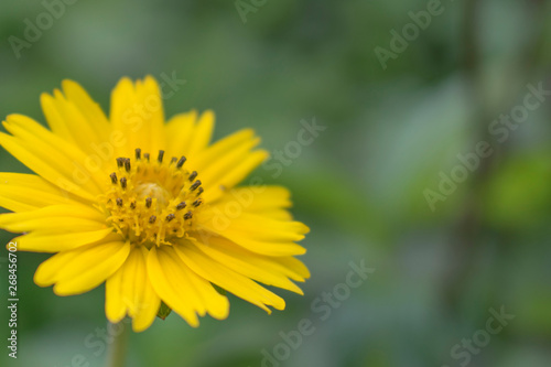 Small yellow flowers With blurred background