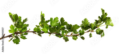 currant bush branch with green leaves on an isolated white background