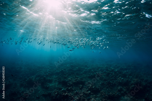 Underwater view with tuna school fish in ocean
