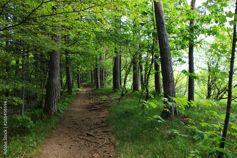 Obraz premium leśne ścieżki
