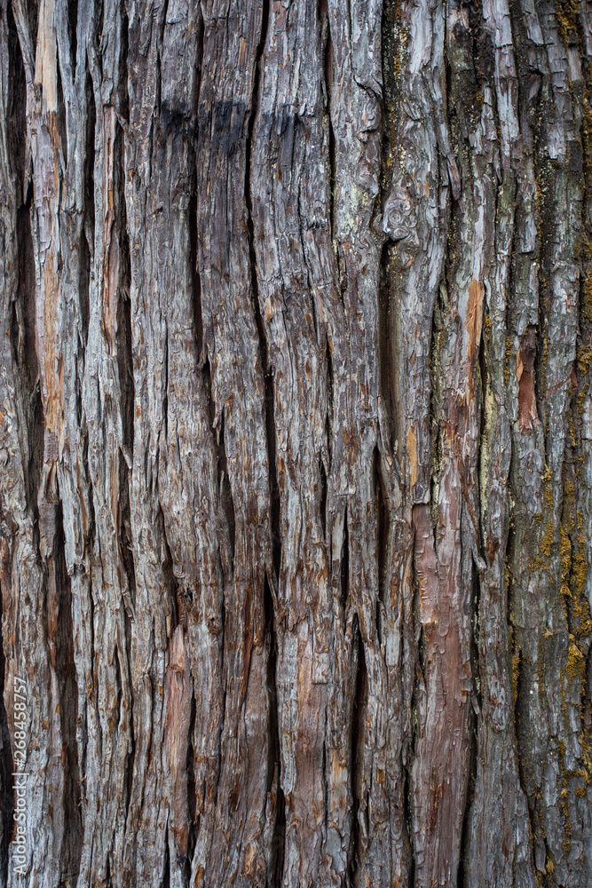 bark of a pine tree closeup
