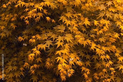 autumn yellow leaves for background