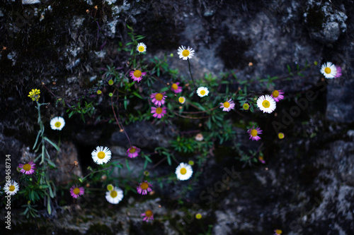 abstract floral background macro shot