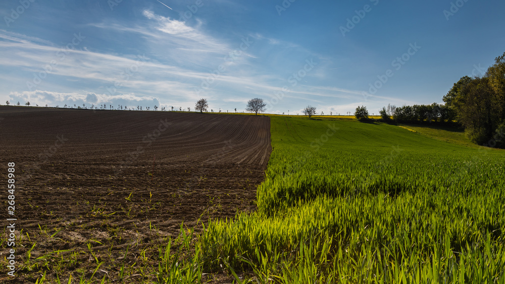 Ploughland. Wheat Field. Hills. Nature. Blue Sky