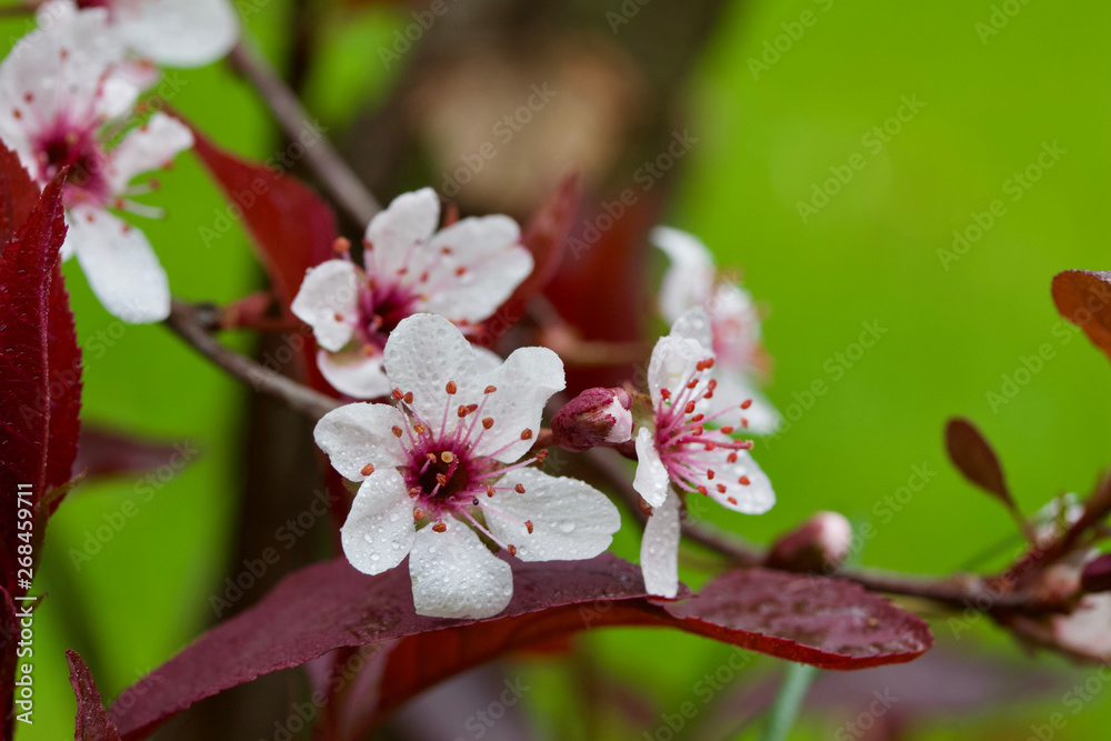 Macro view of white blossoms on a purple leaf sand cherry bush