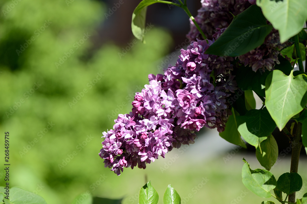 Beautiful blooming lilac on a bush on a bright spring day Beautiful blooming lilac on a bush on a bright spring day