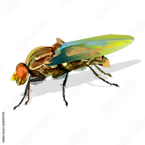 African fly insect vector illustration isolated on white