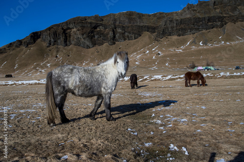wild iceland horses with snow