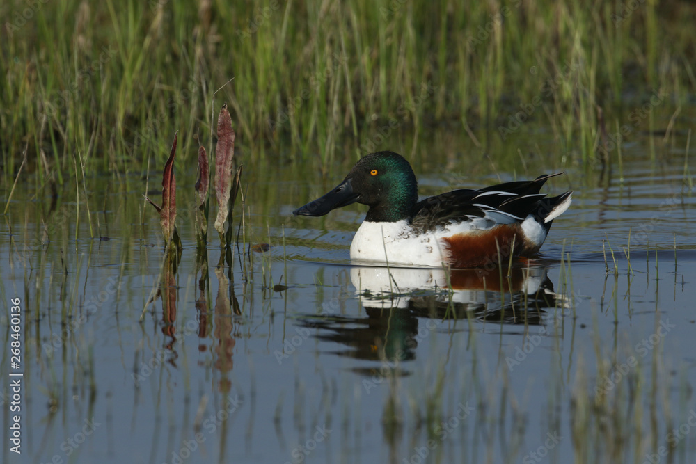 A beautiful male Shoveler Duck, Anas clypeata, swimming in a river. A beautiful male Shoveler Duck, Anas clypeata, swimming in a river.