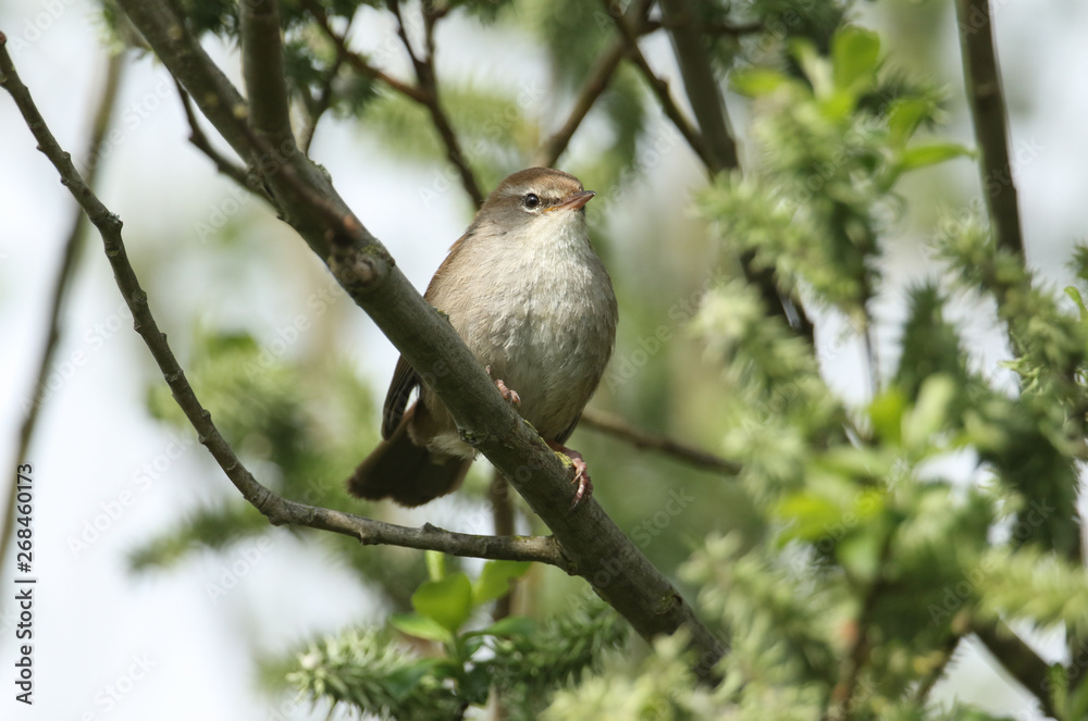 A shy and elusive Cetti's Warbler (Cettia cetti) perched on a branch in a tree. A shy and elusive Cetti's Warbler (Cettia cetti) perched on a branch in a tree.