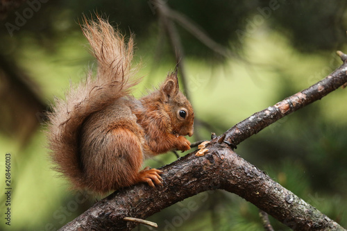 A stunning Red Squirrel, Sciurus vulgaris, sitting in a tree eating a nut.