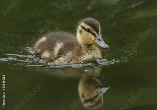 A cute Mallard duckling, Anas platyrhynchos, searching for food in a river.	