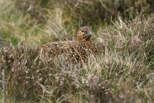 A beautiful female Red Grouse, Lagopus lagopus, resting amongst the heather in the moors in the UK.	