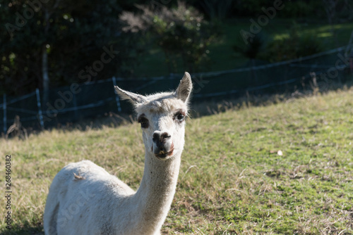The head and neck of a recently shorn alpaca on a farm in Whangarei, Northland, New Zealand.