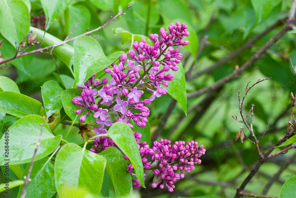 Macro view of beautiful purple Persian lilac blossoms with mist of fresh rain drops Macro view of beautiful purple Persian lilac blossoms with mist of fresh rain drops