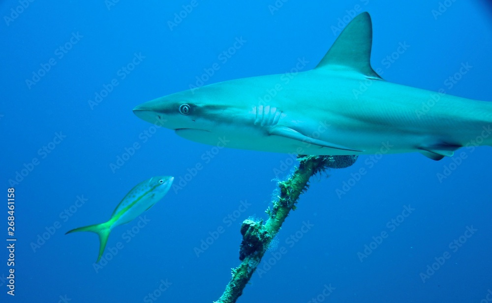 Obraz premium Shark and Fish