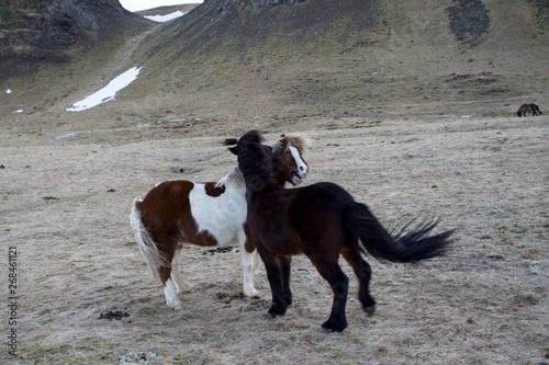 wild iceland horses with snow