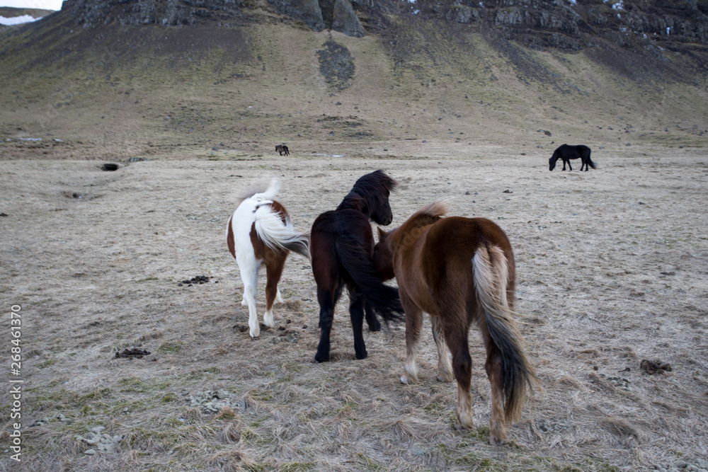 wild iceland horses with snow wild iceland horses with snow