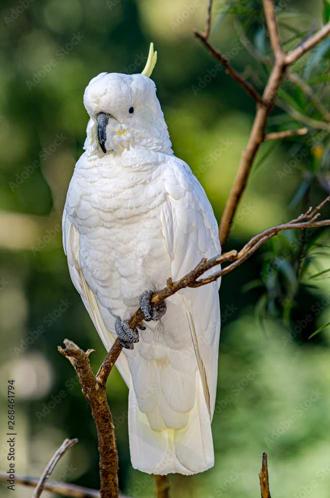 Sulphur Crested Cockatoo Vert