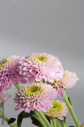 Purple tiny petals flower bouquet in bloom close up still on a grey background