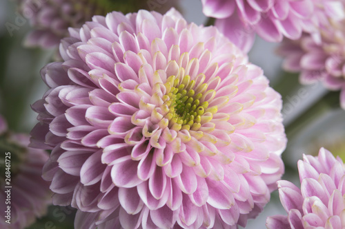 Pink flower in bloom close up still on a white bouquet