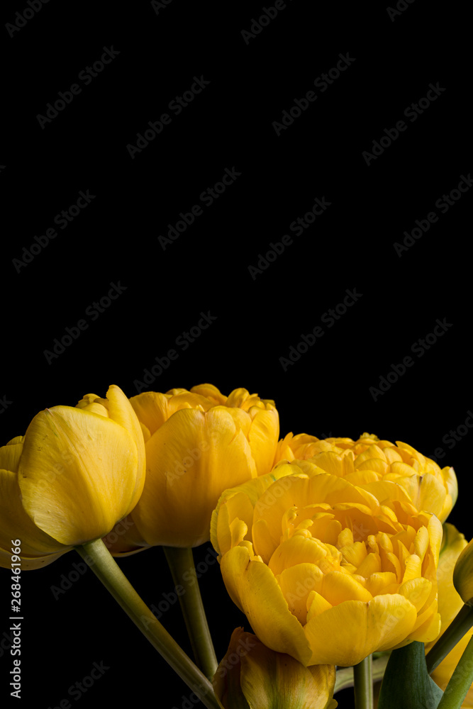 Obraz premium Yellow smooth petals peony flower bouquet on a solid black background