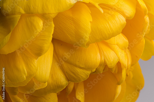 Yellow peony flower with yellow petals close up still