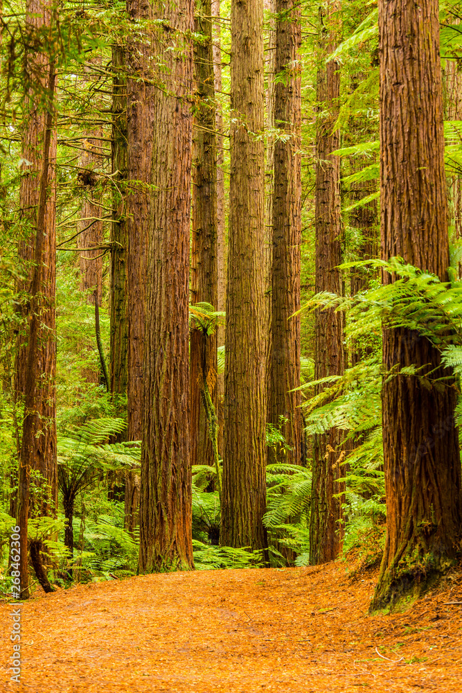 Fototapeta premium Rotorua Redwoods Forest Walk 