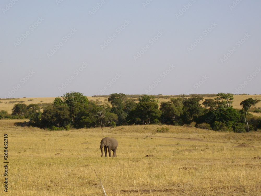 Einsamer Elefant in der Masai Mara Einsamer Elefant in der Masai Mara