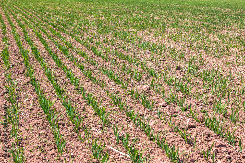 Young shoots of an agricultural plant grow on a plowed spring field Young shoots of an agricultural plant grow on a plowed spring field