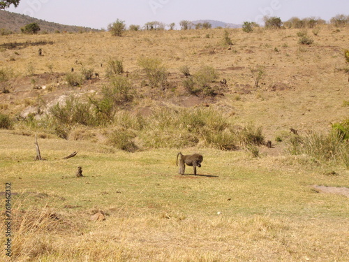 Paviangruppe in der Masai Mara © Carolina
