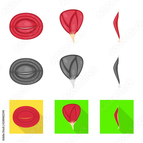 Vector illustration of fiber and muscular logo. Set of fiber and body  stock symbol for web.