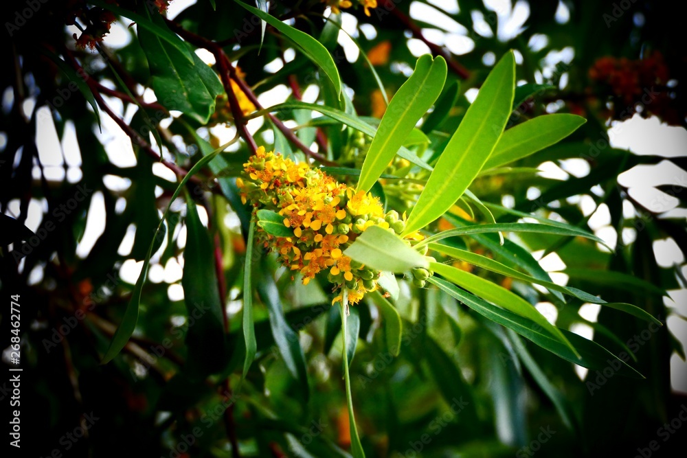 Obraz premium tree leaves and branches 