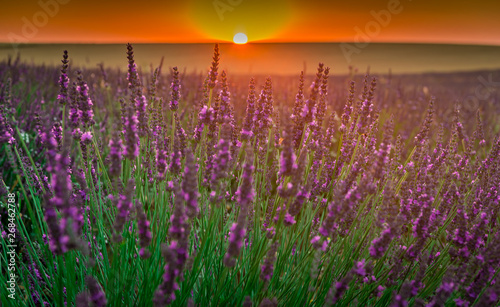 Lavender fields bloom
