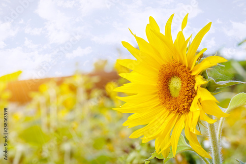 Closeup and side view of sunflower on blurry field flowers with sun flare and blue sky background.