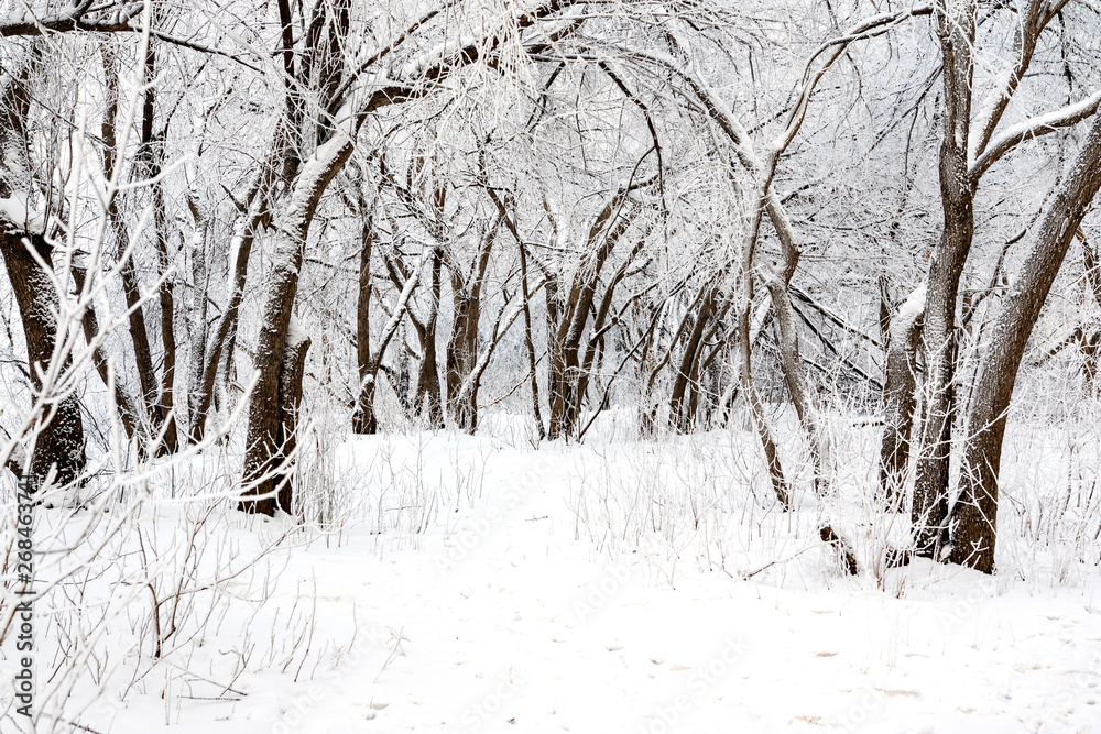 Obraz premium winter deciduous forest and trees in it are covered with strong frost after frost