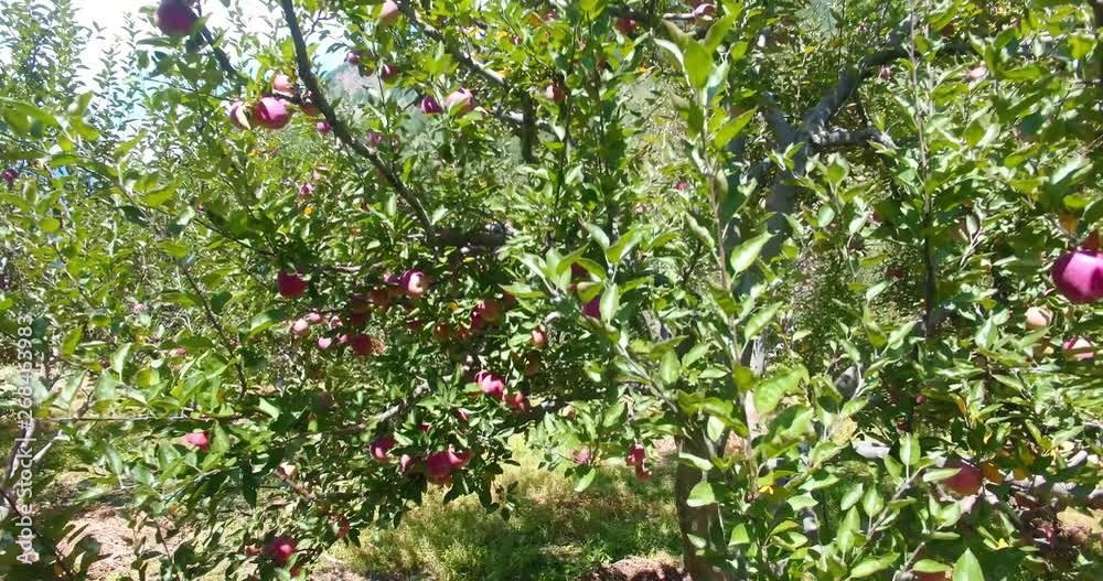 Beautiful Red apples in Apple Orchard in Himalayas. Himalayas Apple. Uttarakhand Apple. Upper Himalayas Apple.India Apples.Apples Blooming trees. Beautiful Red apples in Apple Orchard in Himalayas. Himalayas Apple. Uttarakhand Apple. Upper Himalayas Apple.India Apples.Apples Blooming trees.