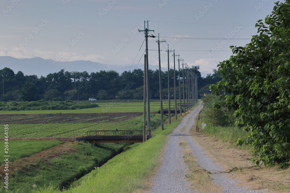 立ち並ぶ電柱がある田園風景と田んぼ道を走る車が見える風景