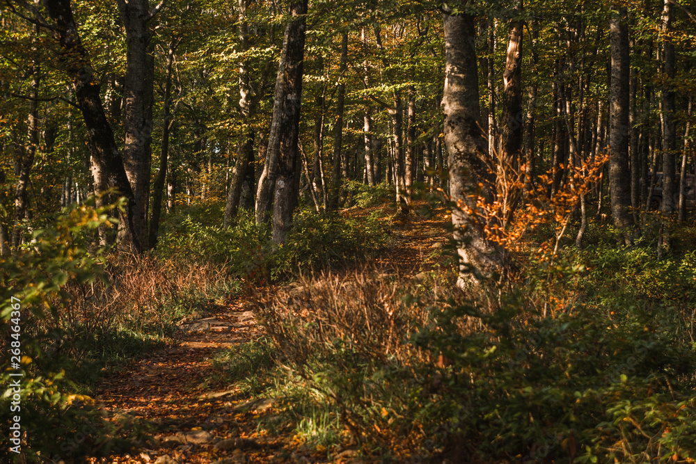 Obraz premium Path passing through the green forest lightened by bright sunlight.