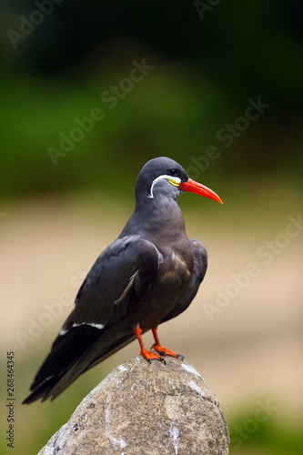 The Inca tern (Larosterna inca) sitting on the stone with green background. Portait of the tern.