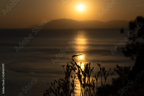 Romantic sunset on the seaside with bright solar track on the water. Silhouette of a plant in the foreground.