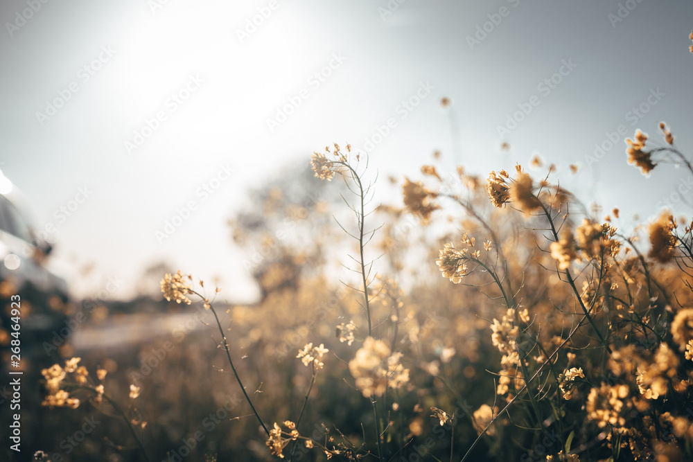 Flowers Flowers