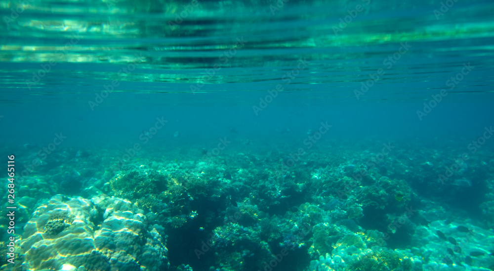 coral fish, coral reef, underwater coral fish, coral reef, underwater